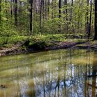 Am kleinen Waldsee