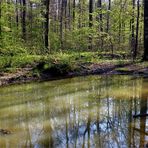 Am kleinen Waldsee