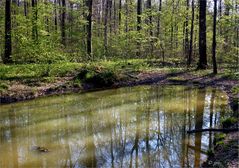 Am kleinen Waldsee