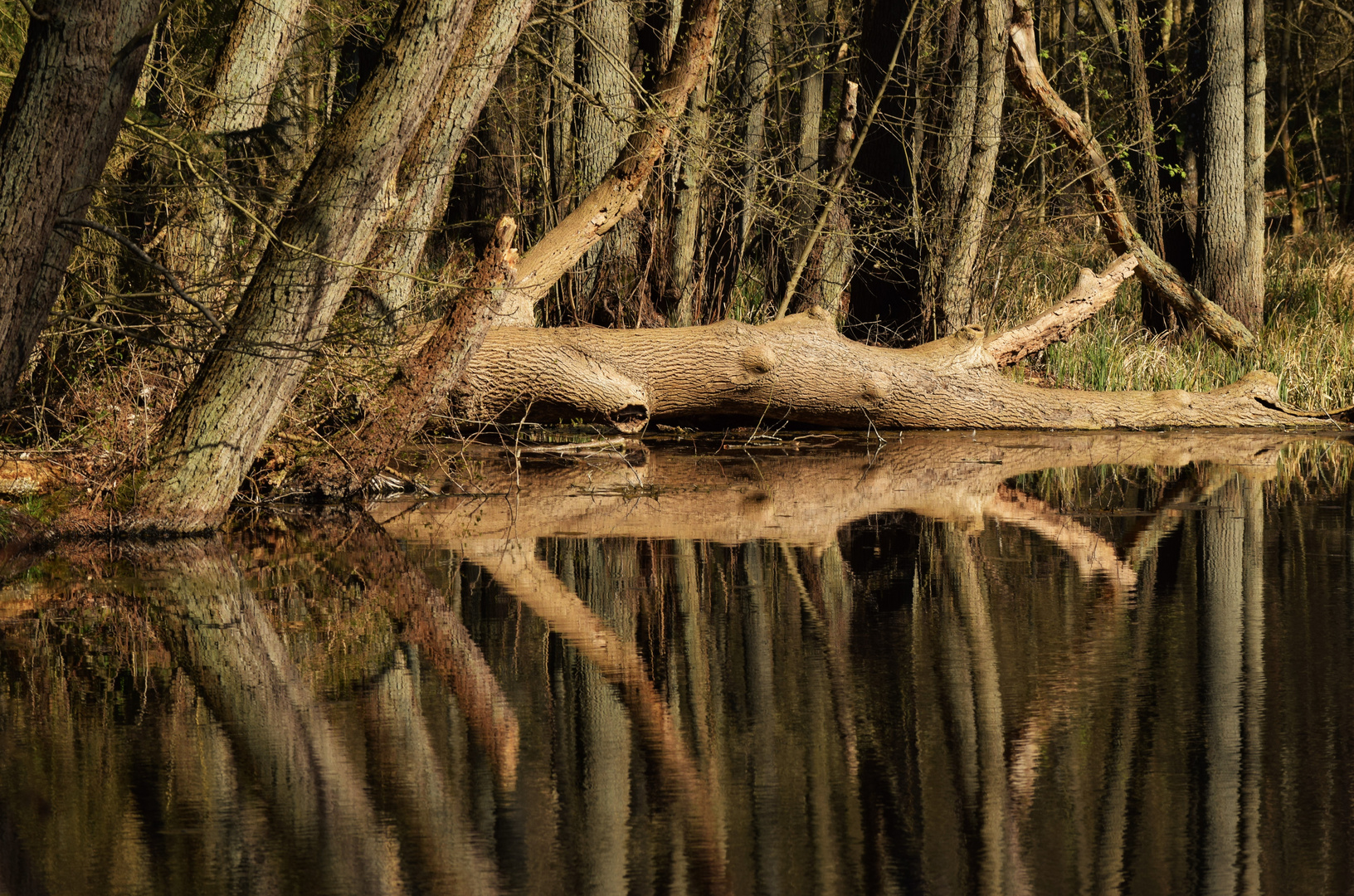 Am kleinen Waldsee