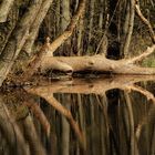 Am kleinen Waldsee