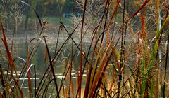 am kleinen Weiher...