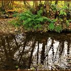 Am kleinen Weiher des Waldes (IV)