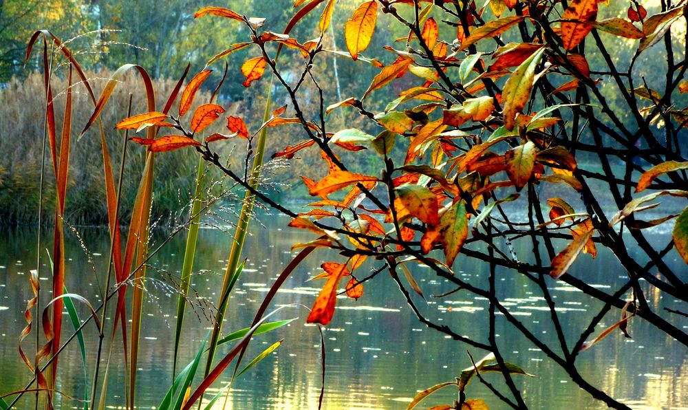 am kleinen Weiher II