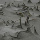 am Kniepsand auf Amrum