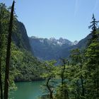 am Königssee