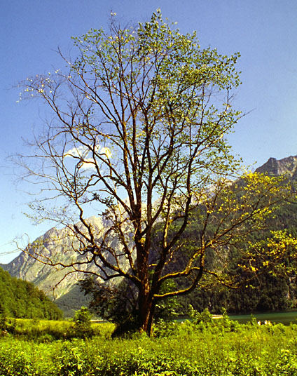 Am Königssee bei Berchtesgaden