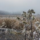 Am Kohlbachweiher