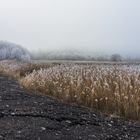 Am Kohlbachweiher auf der Halde Göttelborn