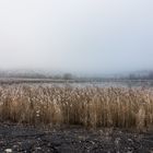 Am Kohlbachweiher auf der Halde Göttelborn