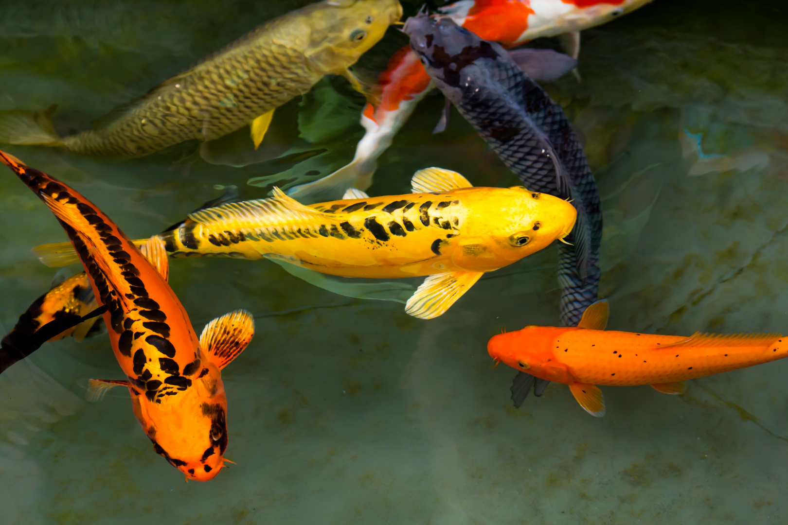 Am KoiTeich Foto & Bild tiere, wildlife, fische Bilder auf