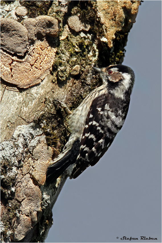 Am Korallenbaum