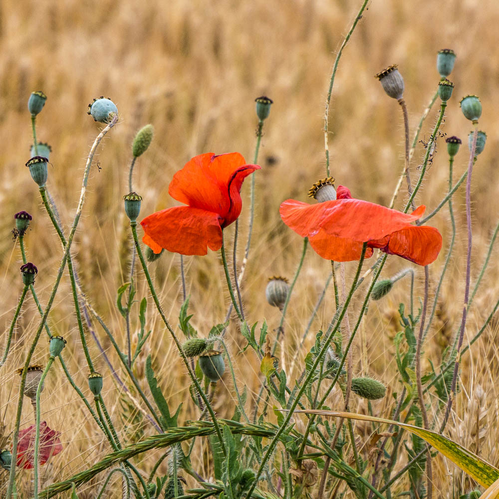 Am Kornfeld