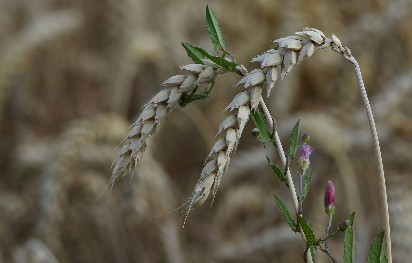 am Kornfeld...