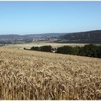 Am Kornfeld