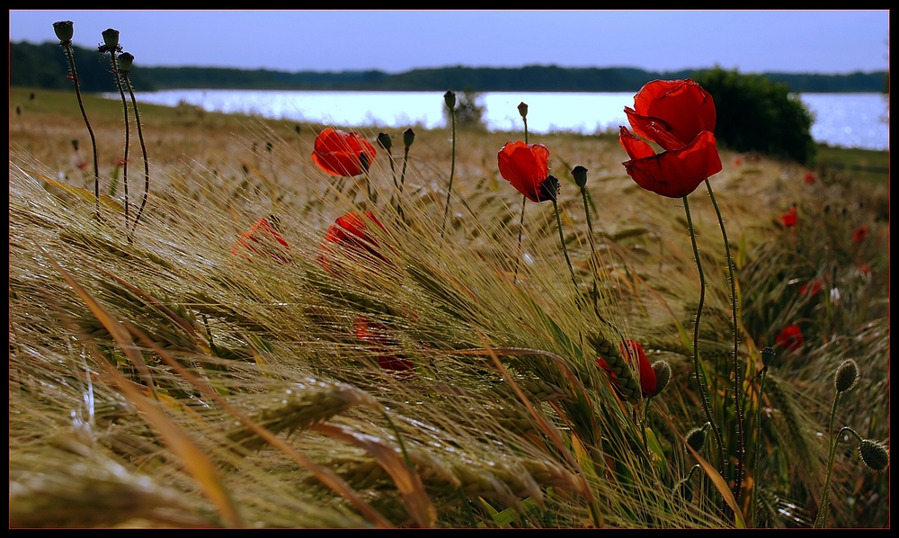 Am Kornfeld