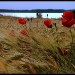 Am Kornfeld