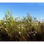 am Kornfeld 