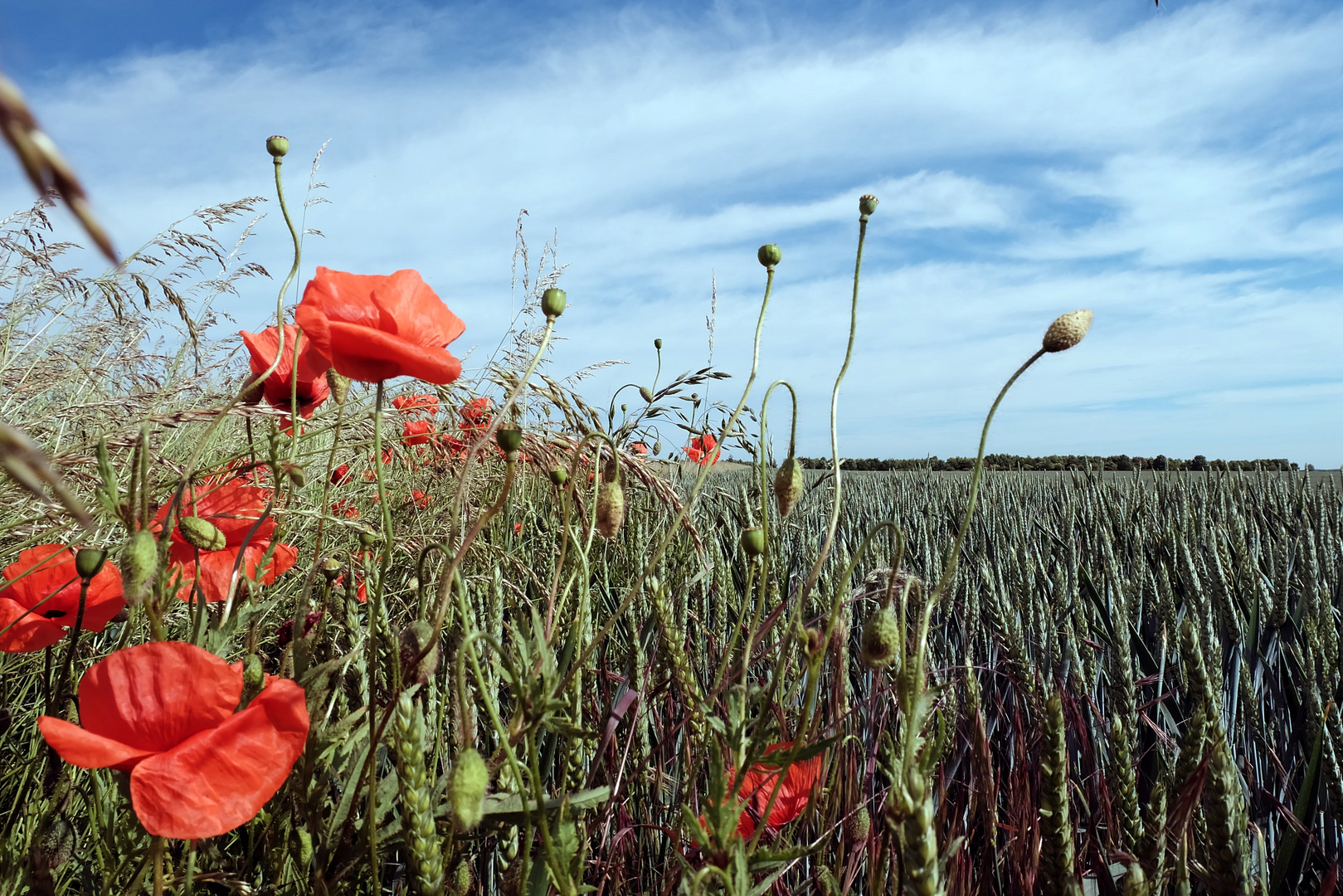 Am Kornfeld