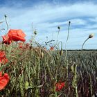 Am Kornfeld