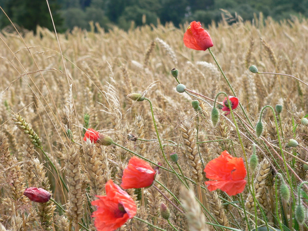 Am Kornfeld