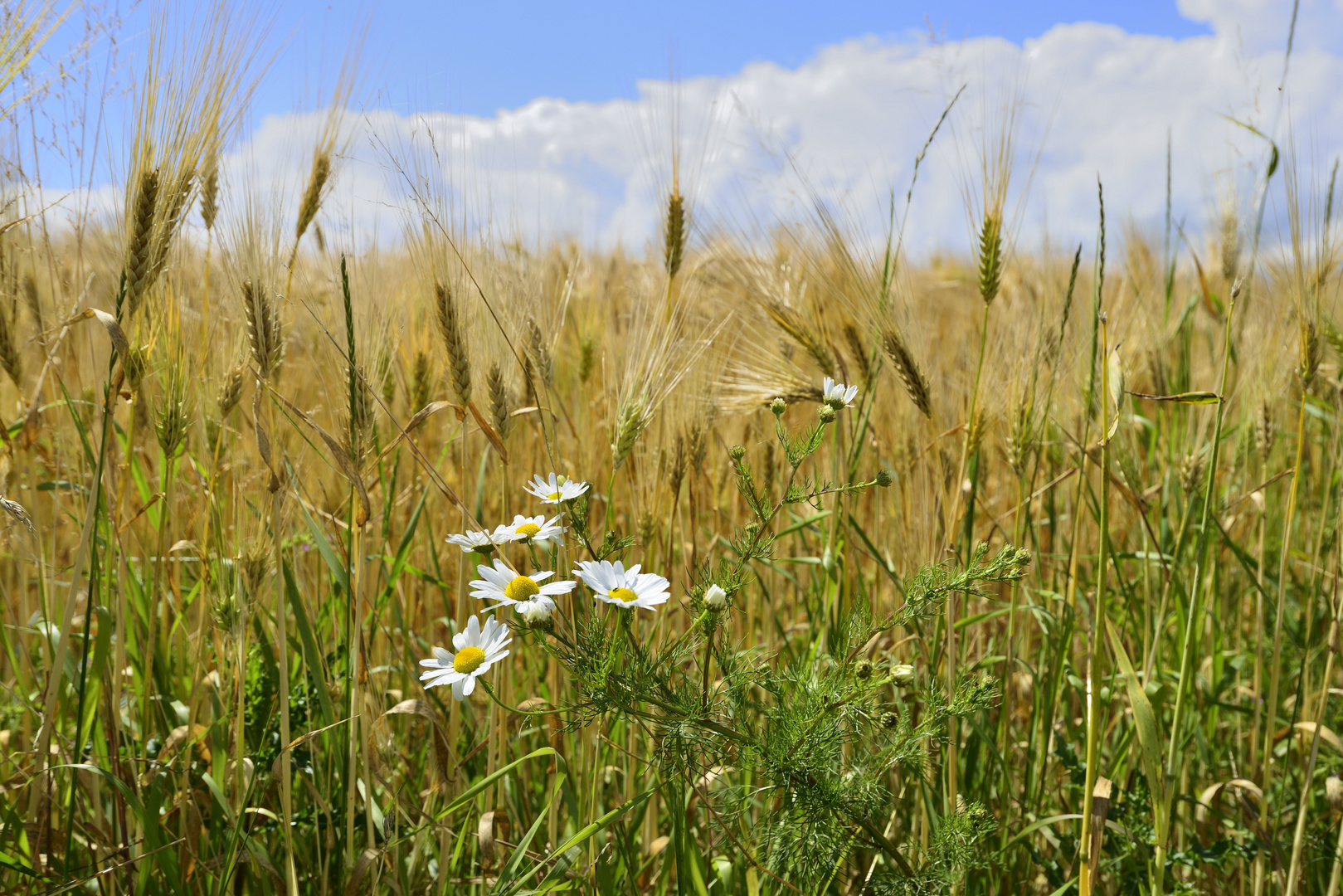 Am Kornfeld Rand