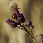 am Kornfeld...3