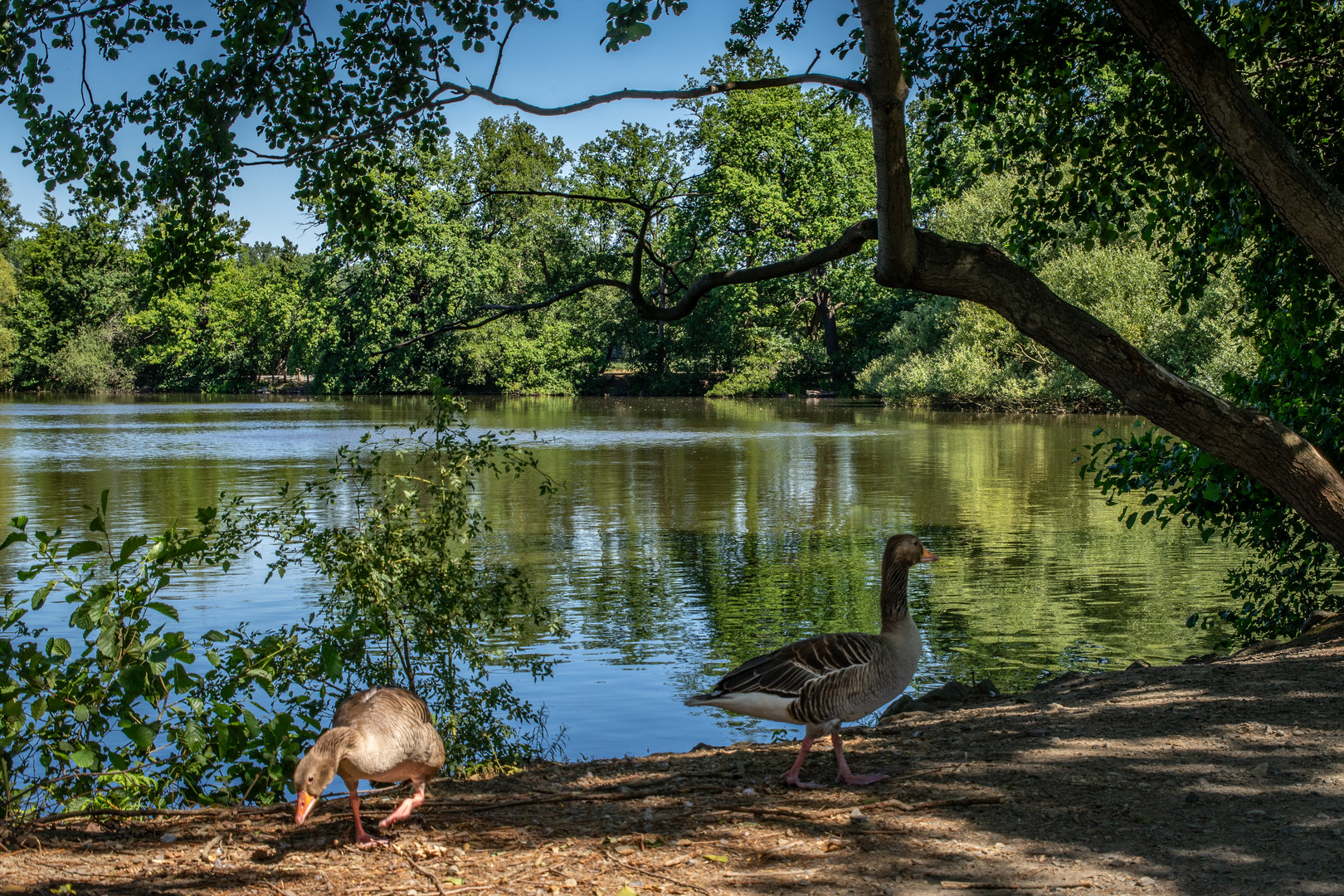 am Kreuzteich I  -  Braunschweig-Riddagshausen