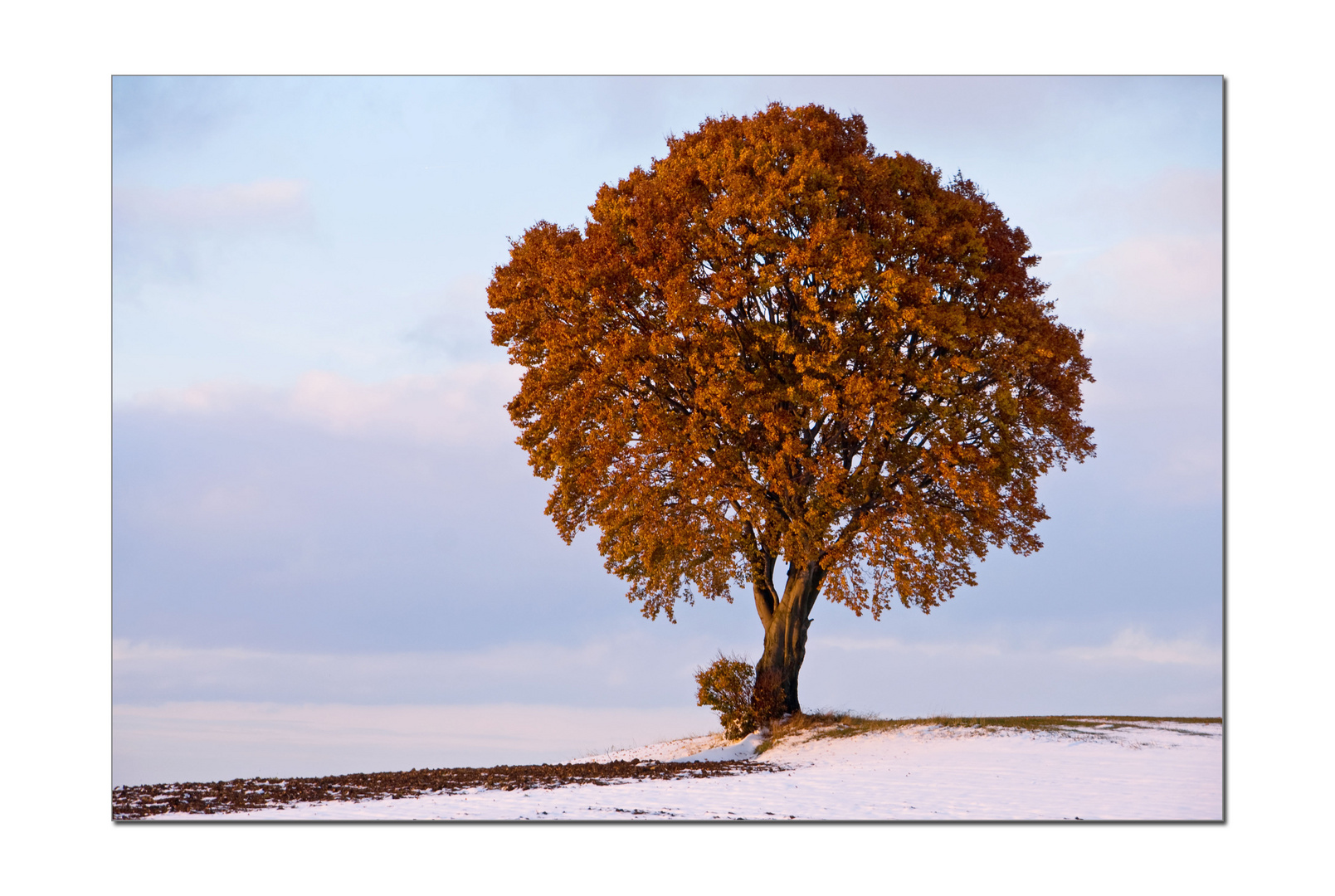 Am "Kugelbaum" nach dem Wintereinbruch