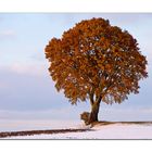 Am "Kugelbaum" nach dem Wintereinbruch