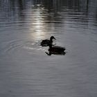 Am Kuhsee