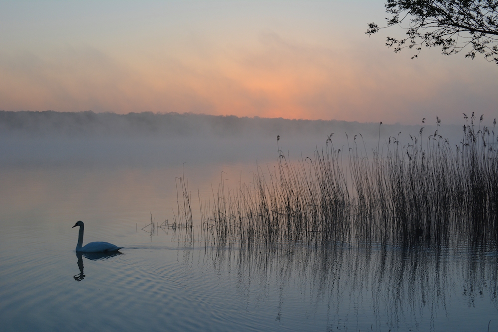 am Lac de Madine -18-