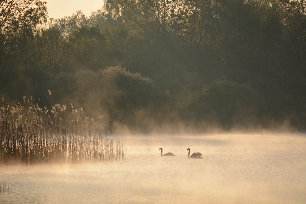 am Lac de Madine -22-