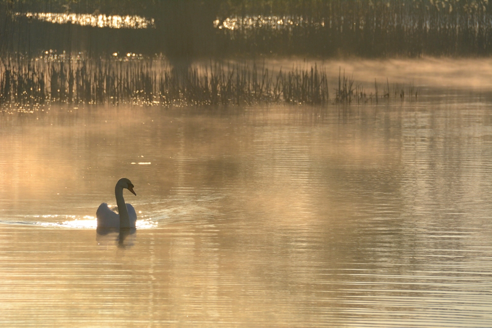 am Lac de Madine 58