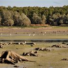 am Lac de Orient