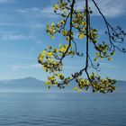 am Lac Leman 