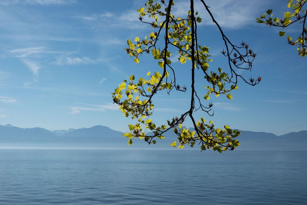 am Lac Leman 