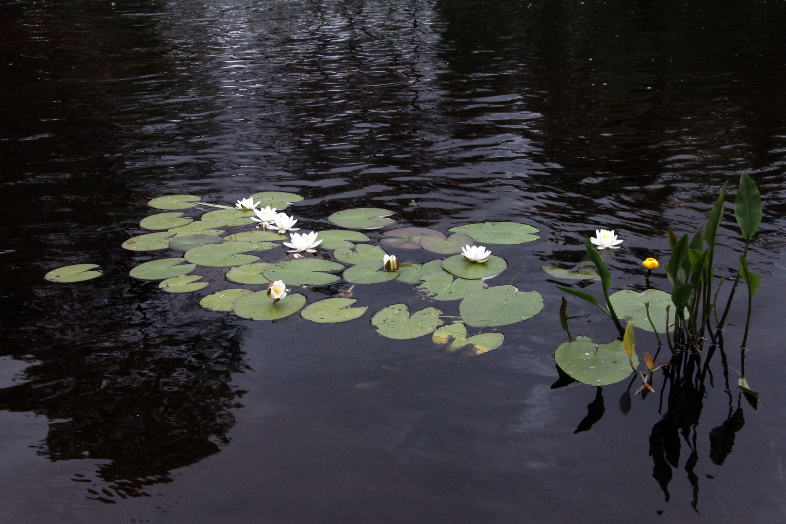 Am Lachsfluss