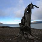 Am Lago Argentino