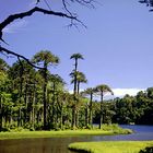 Am Lago Toro im PN Huerquehue- Sendero Los Lagos