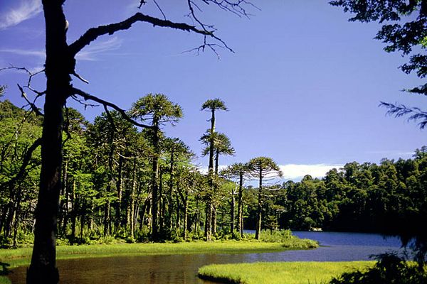 Am Lago Toro im PN Huerquehue- Sendero Los Lagos