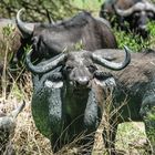 Am Lake Manyara 10