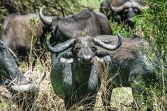 Am Lake Manyara 10