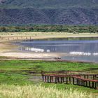 Am Lake Manyara 12