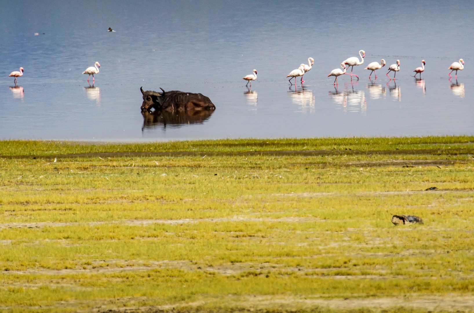 Am Lake Manyara 14