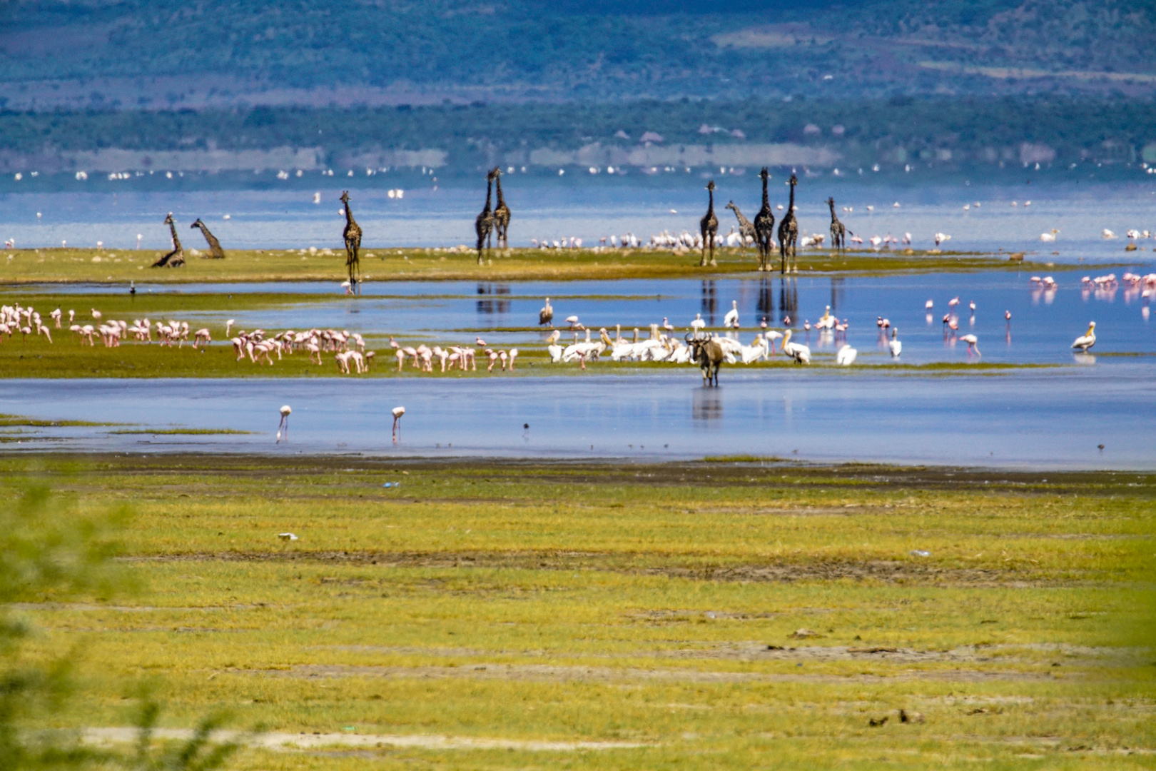 Am Lake Manyara 15