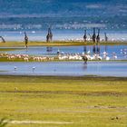 Am Lake Manyara 15
