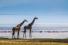 Am Lake Manyara 16