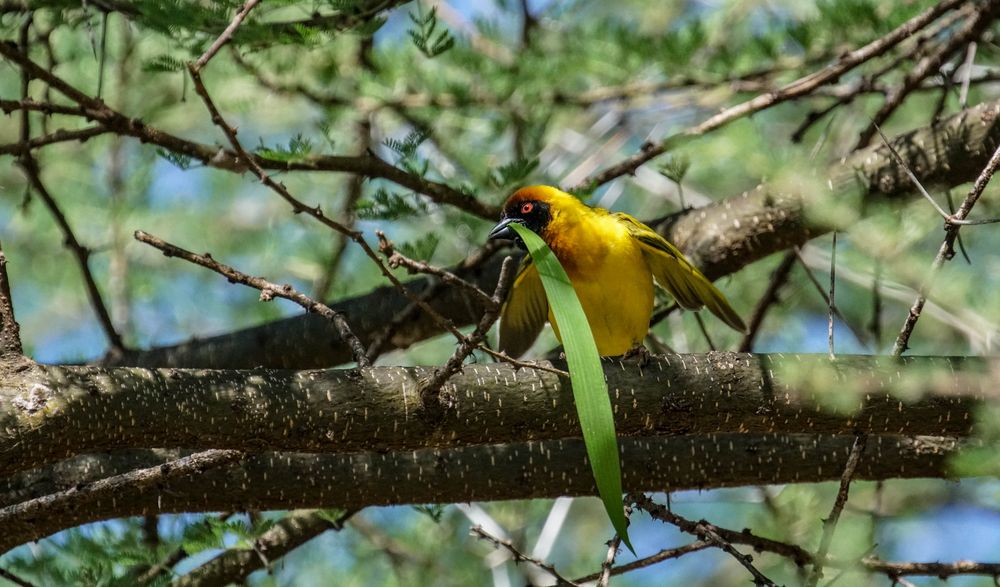 Am Lake Manyara 17