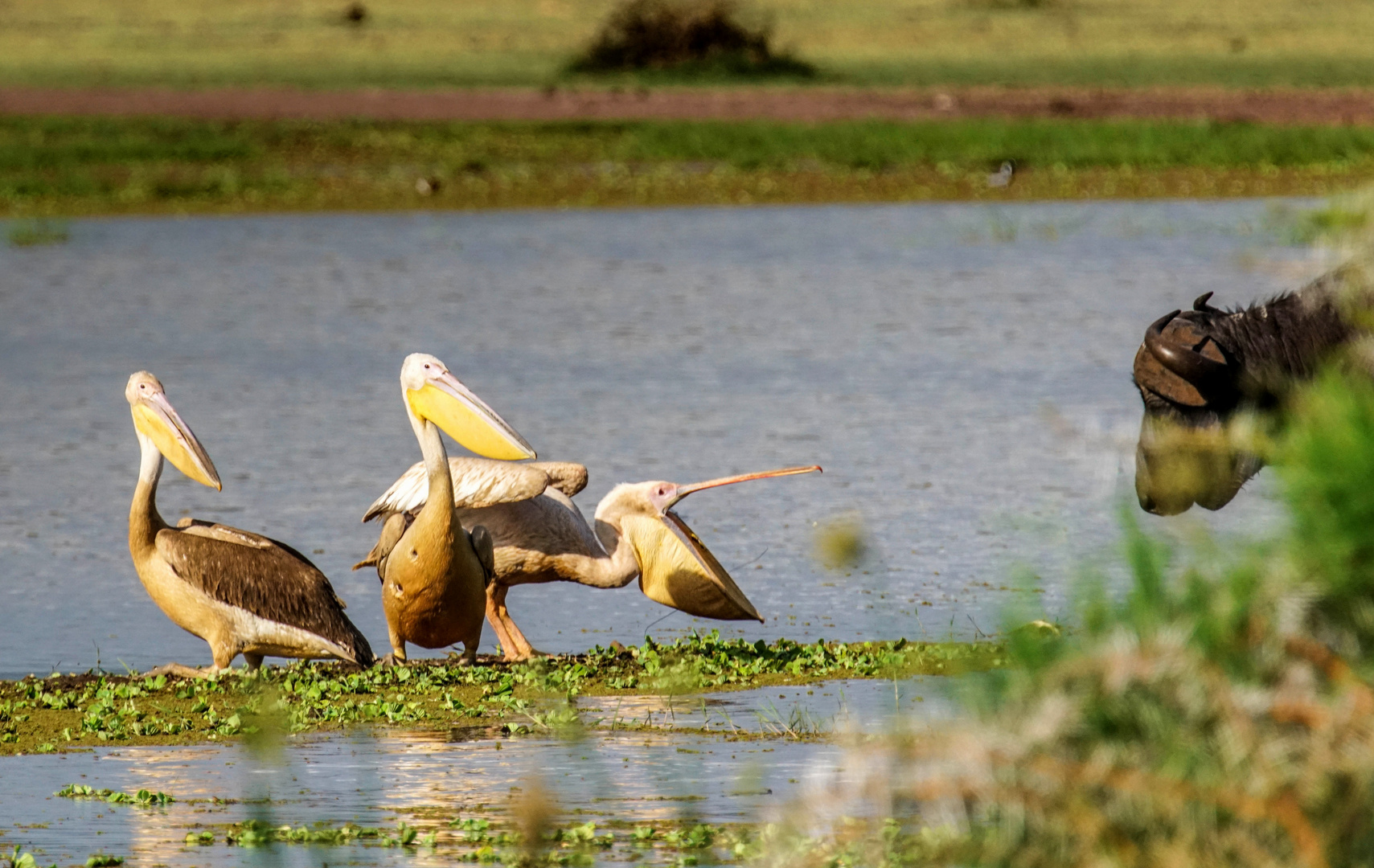 Am Lake Manyara 19